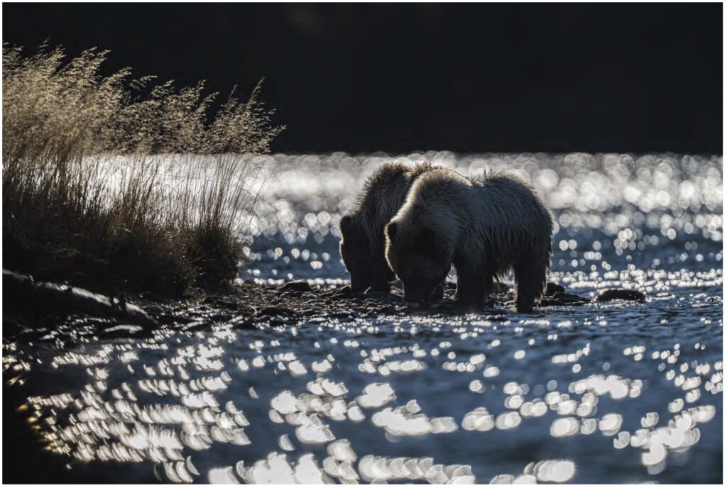 Photograph of two bears standing on a river bed. Shot by David duChemin